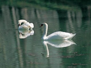 Appartamento Mantignana Ambiente 32