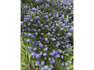 Appartamento per vacanze Cipressa Registrazione all'aperto 12