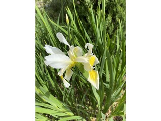 Appartamento per vacanze Cipressa Ambiente 32