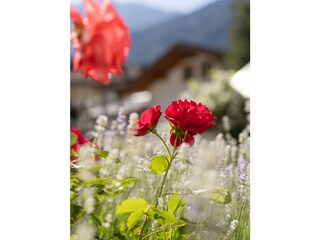 Appartement Neustift im Stubaital Buitenaudio-opname 9