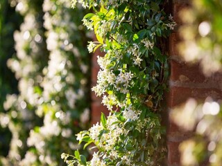 Holiday house Tuoro sul Trasimeno Environment 34