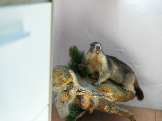 Appartement Piesendorf  44