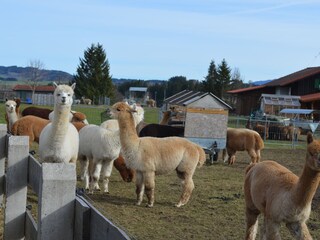 Alpakas Lechbruck am See