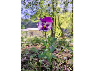 Bungalow Friedrichroda Outdoor Recording 15