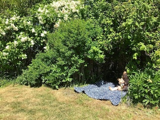 Vakantiehuis Boddum Buitenaudio-opname 2