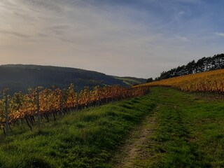 Weinberge