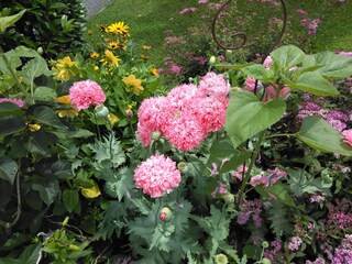 Gefüllter Mohn, wunderschön!