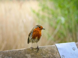 Holiday park Scharendijke  34