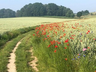 Ferienpark Gulpen Umgebung 32