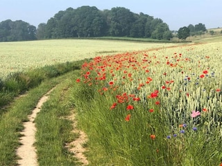 Ferienpark Gulpen Umgebung 19