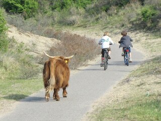 Ferienpark Zandvoort Umgebung 14