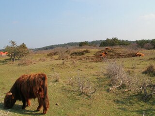 Vakantiepark Zandvoort Omgeving 22