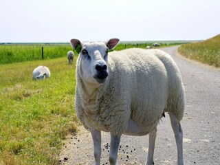 Vakantiepark Hollum Omgeving 34