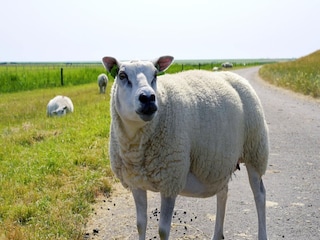 Ferienpark Hollum Umgebung 26