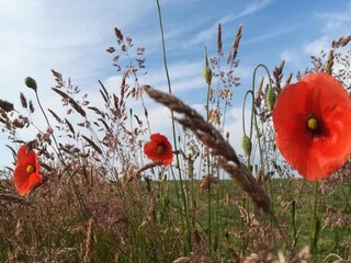 Casa per le vacanze Neufchâteau Ambiente 34