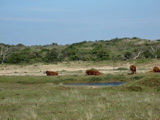 Ferienpark Zandvoort Umgebung 29