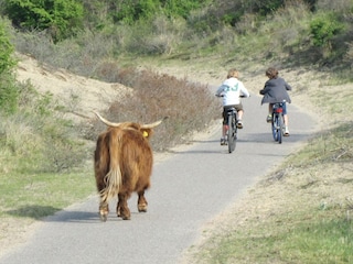 Holiday park Zandvoort Environment 36