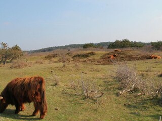 Ferienpark Zandvoort Umgebung 18