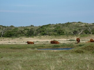 Ferienpark Zandvoort Umgebung 36