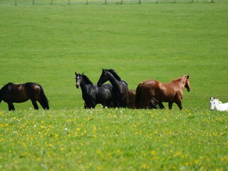 Casa per le vacanze Bütgenbach Ambiente 17