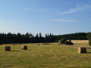 Blick aus dem Garten