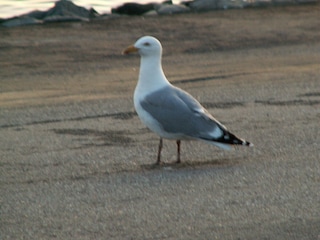 Möwe
