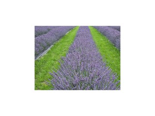 Parque de vacaciones Lubin Entorno 14