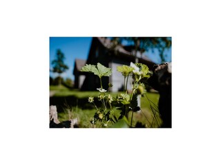 Vakantiepark Altenau im Oberharz Buitenaudio-opname 4