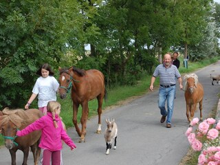 Bauernhoftiere auf dem Weg zur Weide