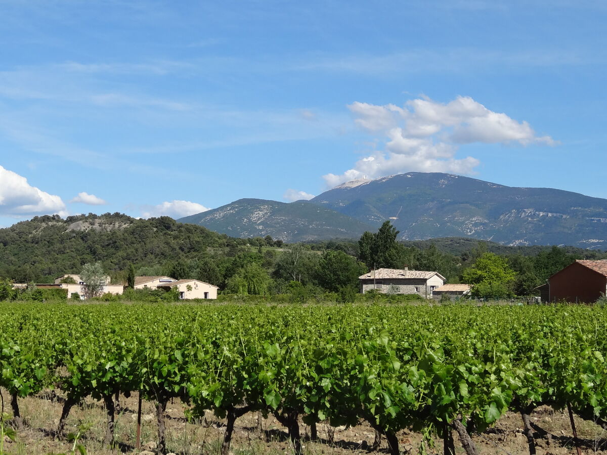 Der Berg Ventoux und die Weinreben