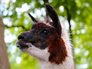 Vakantiepark De Bult Omgeving 15