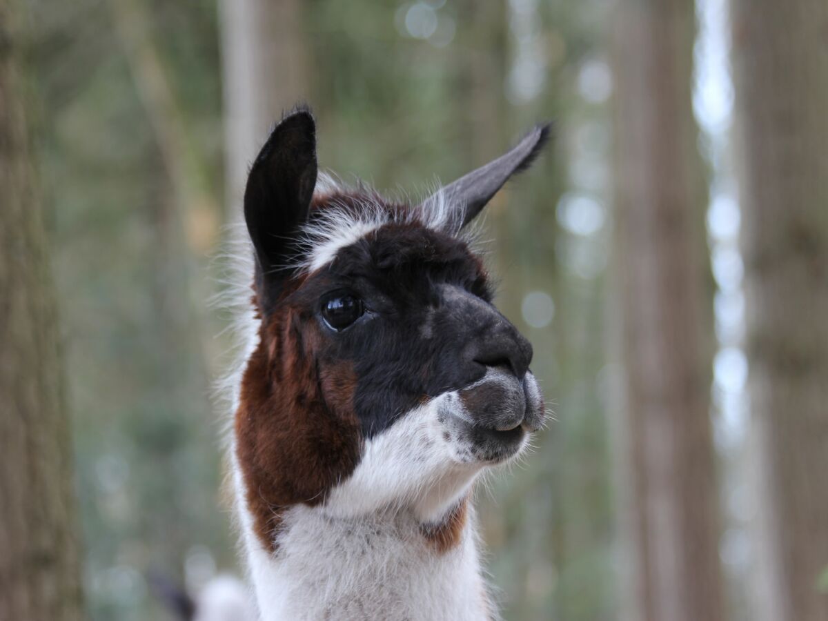 Ferienpark De Bult  31