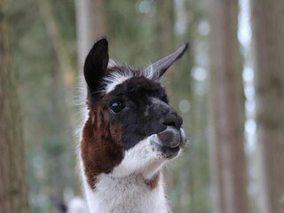 Ferienpark De Bult Umgebung 37