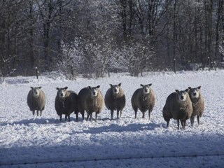 Parc de vacances De Bult Environnement 29