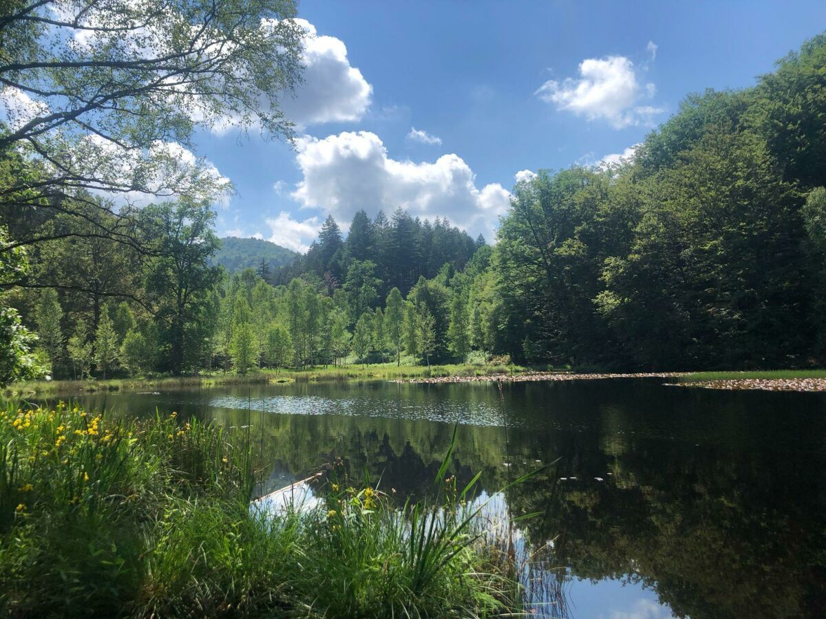 Seerosenweiher