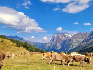 Alpenwirtschaft kleine Scheidegg