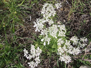 Zauberhafte Blumen im Frühjahr