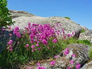 Maison de vacances Hunnebostrand  22