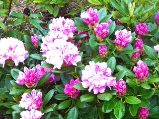 Casa per le vacanze Rødby Registrazione all'aperto 16