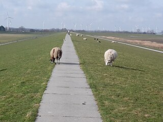 Appartement de vacances Dangast Environnement 35