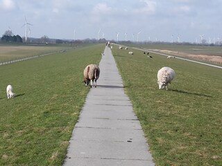 Appartement de vacances Dangast Environnement 23