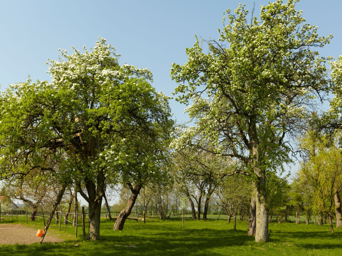 Streuobstwiese