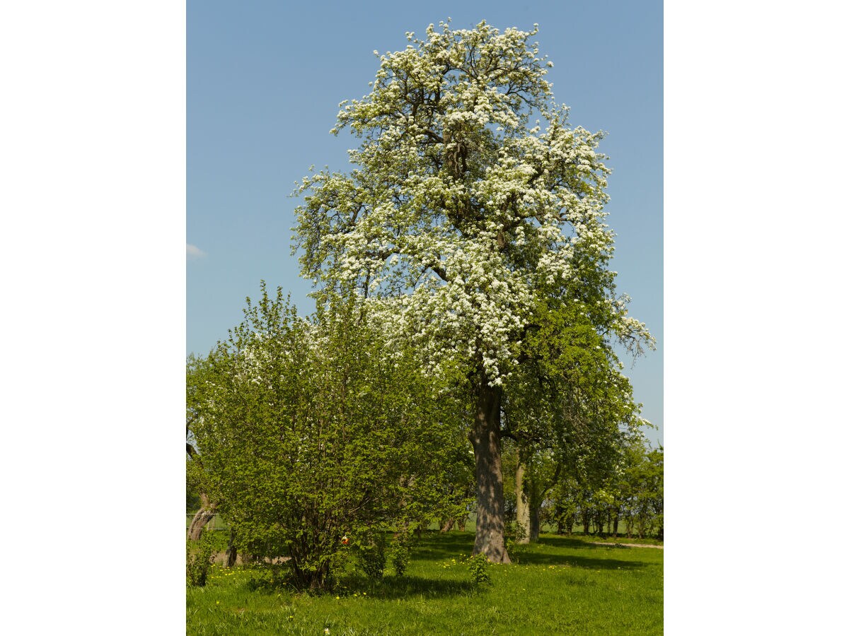 Blüte im Frühjahr