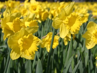 Appartamento per vacanze Cadzand-Bad Ambiente 20