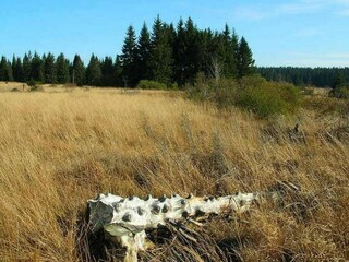 Chalet Malmedy Environnement 37