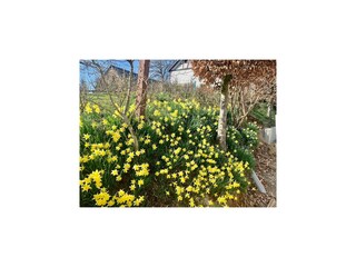 Chalet Malmedy Umgebung 34