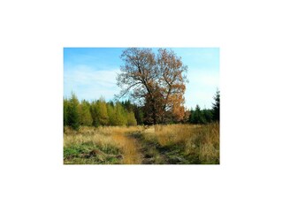 Vakantiehuis Robertville Omgeving 32
