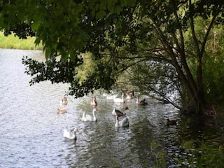 Parc de vacances Vielsalm Environnement 19