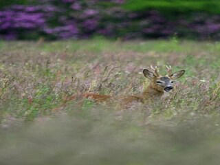 Parc de vacances De Bult Environnement 29