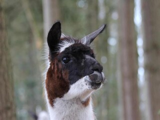 Vakantiepark De Bult Omgeving 21